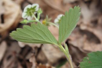 Fragaria viridis Duchesne subsp. campestris (Steven) Pawł. ?<br/>Munții Zărandului, Cladova, 24 Apr 2011 © Adrian Schlesinger - public domain (<a href=https://creativecommons.org/publicdomain/zero/1.0/ target=_blank>CC0 1.0</a>)